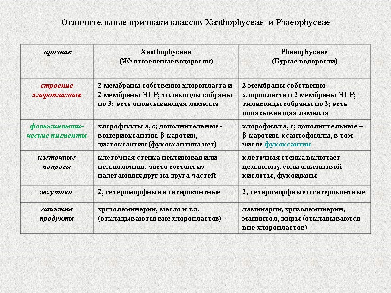 Отличительные признаки классов Xanthophyceae и Phaeophyceae